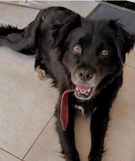 Pantera desaparece e mobiliza fam&iacute;lia em busca de reencontro