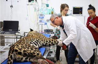 &Eacute; preciso agir r&aacute;pido diante das mudan&ccedil;as clim&aacute;ticas, diz fundador da On&ccedil;afari