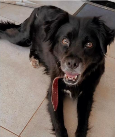 Pantera desaparece e mobiliza fam&iacute;lia em busca de reencontro