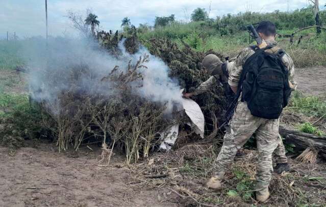 Opera&ccedil;&atilde;o Nova Alian&ccedil;a elimina 200 toneladas de maconha na linha internacional