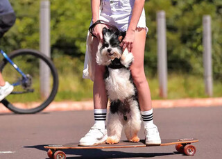 Cachorro Luke anda de skate e vira sensa&ccedil;&atilde;o no Parque dos Poderes 