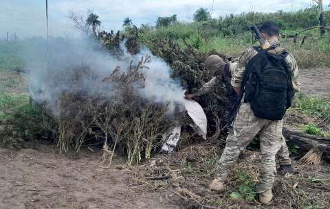 Opera&ccedil;&atilde;o Nova Alian&ccedil;a elimina 200 toneladas de maconha na linha internacional
