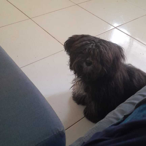 Viu a Cacau? Fam&iacute;lia procura por cadelinha que desapareceu no Itamarac&aacute;