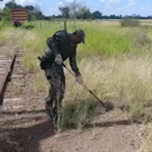 Tatu-peba &eacute; resgatado ap&oacute;s ficar preso em vala com &aacute;gua