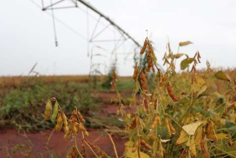 Com alta de 118% em MS, CNJ endurece regras para recupera&ccedil;&atilde;o judicial no agro