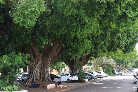 Campo Grande recebe confer&ecirc;ncia sobre gest&atilde;o do avan&ccedil;o da arboriza&ccedil;&atilde;o urbana