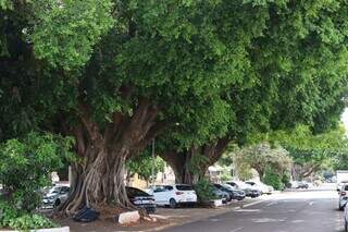 Campo Grande recebe confer&ecirc;ncia sobre gest&atilde;o do avan&ccedil;o da arboriza&ccedil;&atilde;o urbana