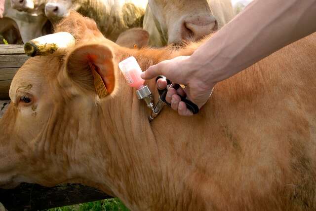 Consulta p&uacute;blica discute regras para liberar gen&eacute;ricos veterin&aacute;rios no Pa&iacute;s