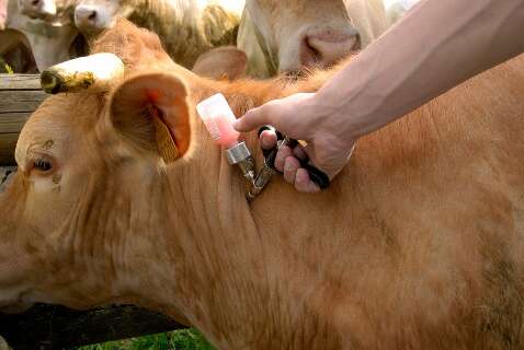 Consulta p&uacute;blica discute regras para liberar gen&eacute;ricos veterin&aacute;rios no Pa&iacute;s