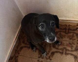 Não pode adotar? Apadrinhe um "anjo" que sobreviveu a violência em Campo Grande Não pode adotar? Apadrinhe um "anjo" que sobreviveu a violência em Campo Grande