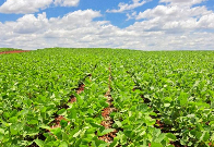 Biodiesel exigirá de MS expansão de soja em área do tamanho de Campo Grande