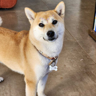 Shiba inu foge de casa e família pede ajuda para encontrá-la Shiba inu foge de casa e família pede ajuda para encontrá-la
