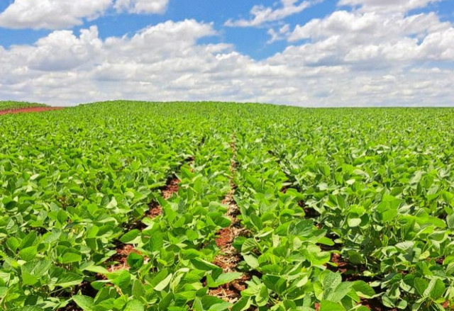 Biodiesel exigir&aacute; de MS expans&atilde;o de soja em &aacute;rea do tamanho de Campo Grande