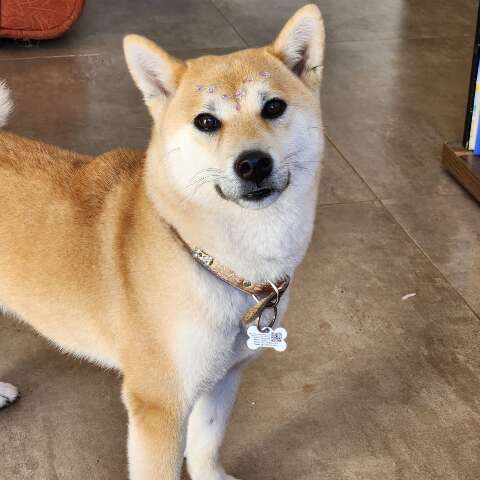 Shiba inu foge de casa e fam&iacute;lia pede ajuda para encontr&aacute;-la