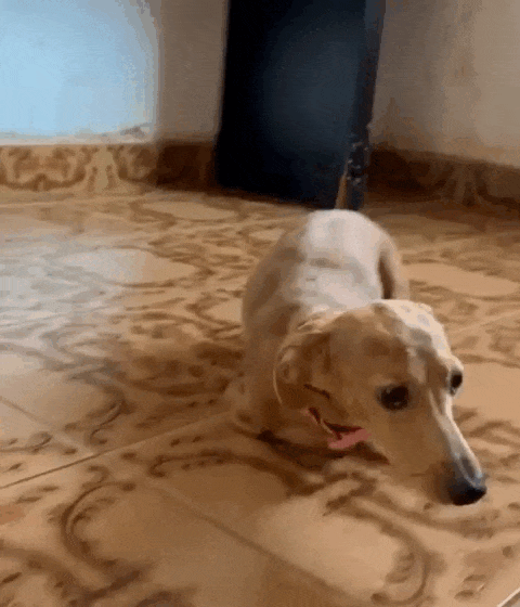 N&atilde;o pode adotar? Apadrinhe um "anjo" que sobreviveu a viol&ecirc;ncia em Campo Grande