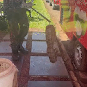 Jiboia "de olho no lanche" &eacute; flagrada em trailer na Avenida Afonso Pena