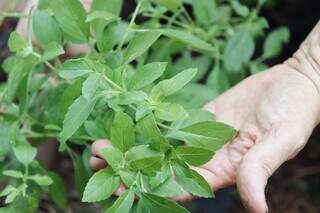 Mel com manjericão maracujá é receita simples e cheia de sabor Mel com manjericão maracujá é receita simples e cheia de sabor