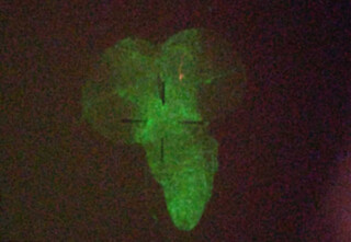 Pesquisa com mosca em MS revela pistas in&eacute;ditas sobre genes ligados ao autismo