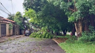 Árvores são responsáveis por 80% dos problemas de energia na Capital Árvores são responsáveis por 80% dos problemas de energia na Capital