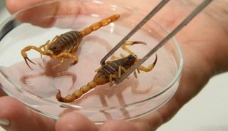 Calor e chuva aumentam risco de acidentes com escorpi&otilde;es; saiba como prevenir