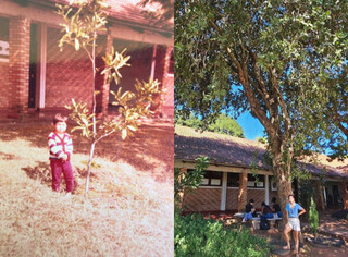 Reencontro com &aacute;rvore plantada pelo pai emociona filha ap&oacute;s 20 anos