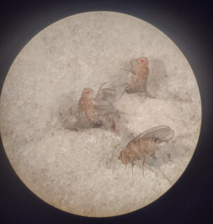 Pesquisa com mosca em MS revela pistas in&eacute;ditas sobre genes ligados ao autismo