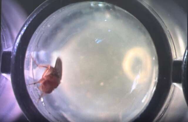 Pesquisa com mosca em MS revela pistas in&eacute;ditas sobre genes ligados ao autismo