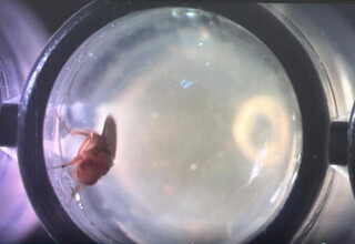 Pesquisa com mosca em MS revela pistas in&eacute;ditas sobre genes ligados ao autismo