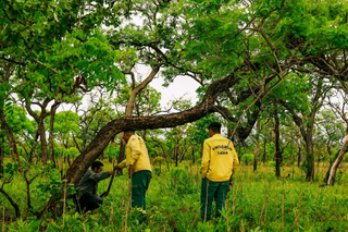 Antas surpreendem e lideram monitoramento em &aacute;rea atingida por queimadas