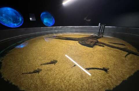 Peixes resgatados no Pantanal s&atilde;o levados para monitoramento no Bioparque
