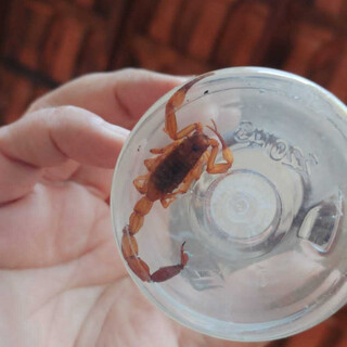 Capital j&aacute; soma quase 500 casos de picadas de escorpi&atilde;o; veja como agir