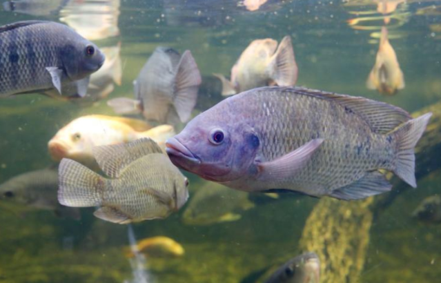 MS moderniza incentivo &agrave; piscicultura com mais controle e exig&ecirc;ncias