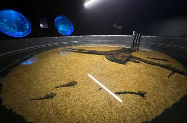 Peixes resgatados no Pantanal s&atilde;o levados para monitoramento no Bioparque