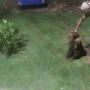 Em ato covarde, homem maltrata tamandu&aacute; e &eacute; procurado