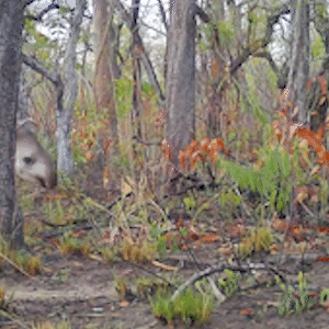 Antas surpreendem e lideram monitoramento em &aacute;rea atingida por queimadas