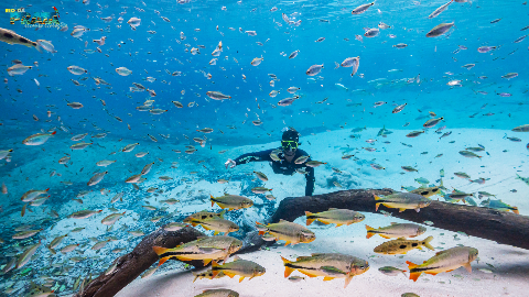 Atrativos de MS ganham pr&ecirc;mio internacional por conserva&ccedil;&atilde;o e a&ccedil;&atilde;o clim&aacute;tica