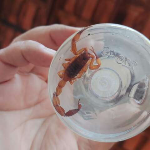 Capital j&aacute; soma quase 500 casos de picadas de escorpi&atilde;o; veja como agir