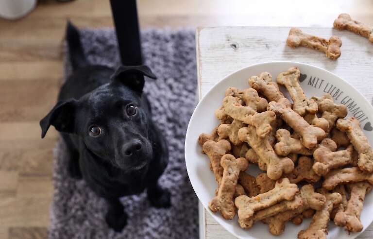 Petisco em excesso pode virar doença e até levar seu pet à morte