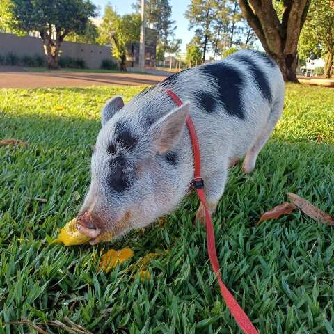 Porco tratado como rei &eacute; amigo de cachorro e passeia de coleira
