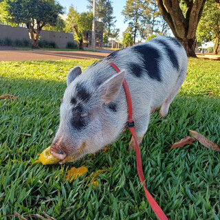 Porco tratado como rei &eacute; amigo de cachorro e passeia de coleira