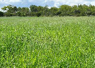 Braqui&aacute;ria brasileira eleva efici&ecirc;ncia e muda cen&aacute;rio das pastagens