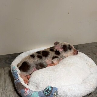 Porco tratado como rei &eacute; amigo de cachorro e passeia de coleira