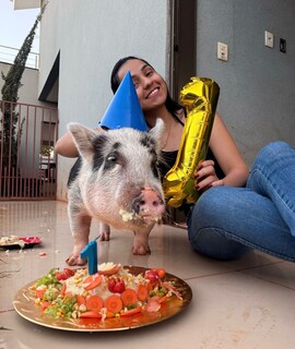 Porco tratado como rei &eacute; amigo de cachorro e passeia de coleira