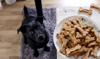 Petisco em excesso pode virar doen&ccedil;a e at&eacute; levar seu pet &agrave; morte