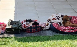 Rapaz que espancou gata at&eacute; a morte &eacute; condenado a 2 anos de pris&atilde;o