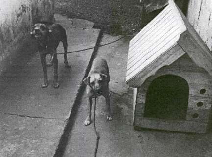 Justi&ccedil;a condena homem a tr&ecirc;s anos de pris&atilde;o por maus-tratos a c&atilde;es na Capital