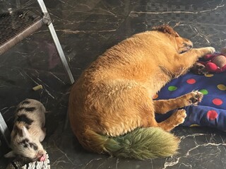 Porco tratado como rei &eacute; amigo de cachorro e passeia de coleira