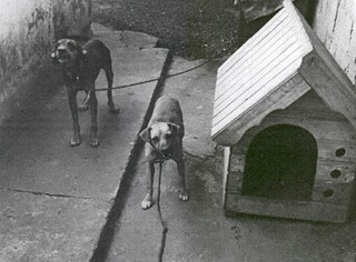 Justi&ccedil;a condena homem a tr&ecirc;s anos de pris&atilde;o por maus-tratos a c&atilde;es na Capital