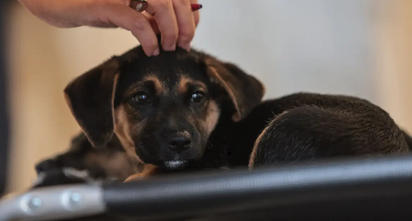 Lei define regras para guarda compartilhada de pets ap&oacute;s separa&ccedil;&atilde;o