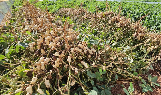 MAPA define janela ideal para plantio de amendoim em MS na safra 26/27